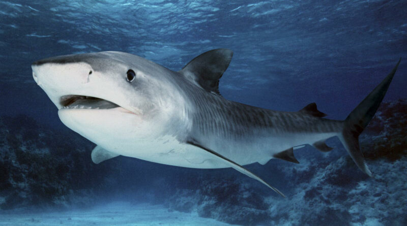 акула мегалодон