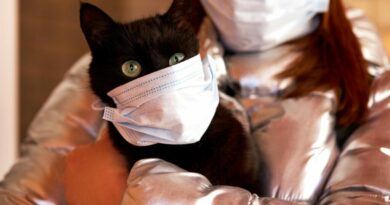 Болеют ли коронавирусм животные: кошки и собаки | 7petdays